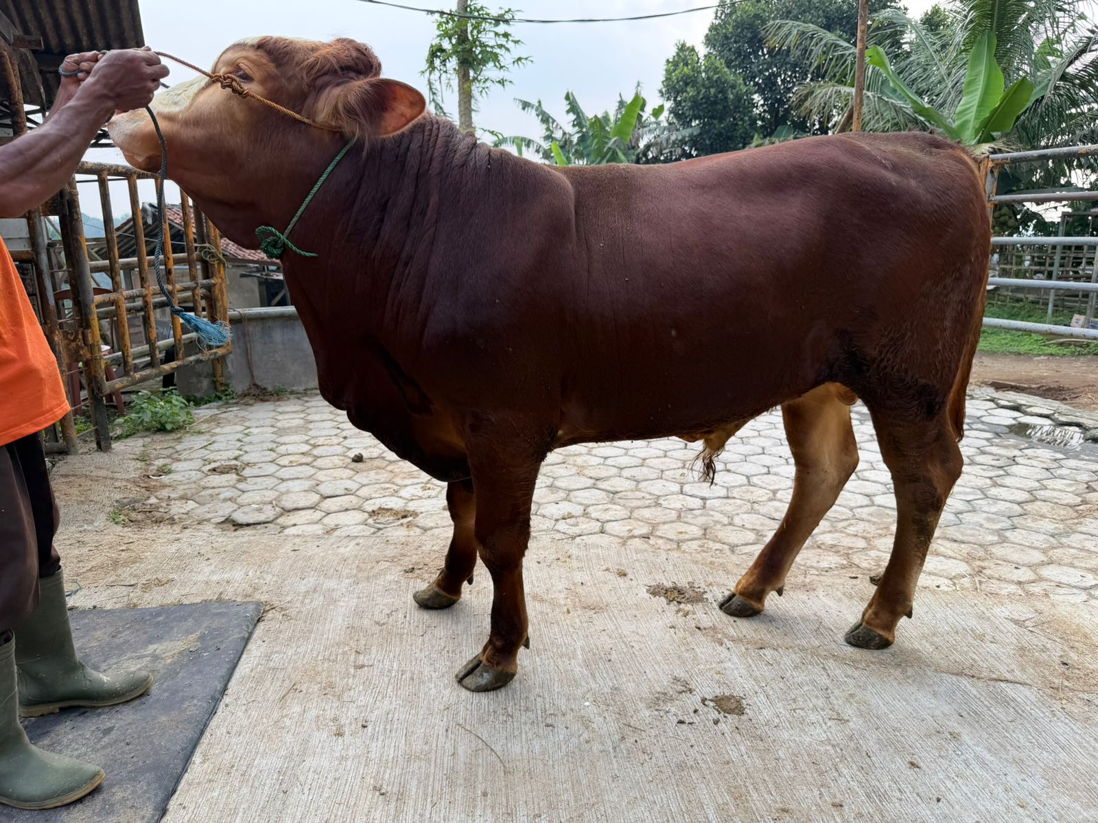 Sapi A1