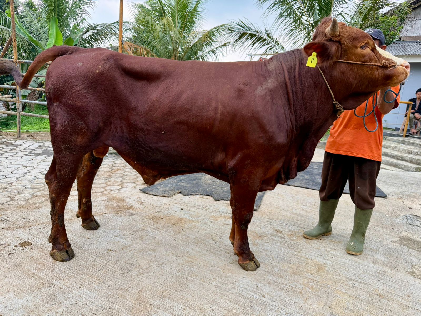 Sapi A2
