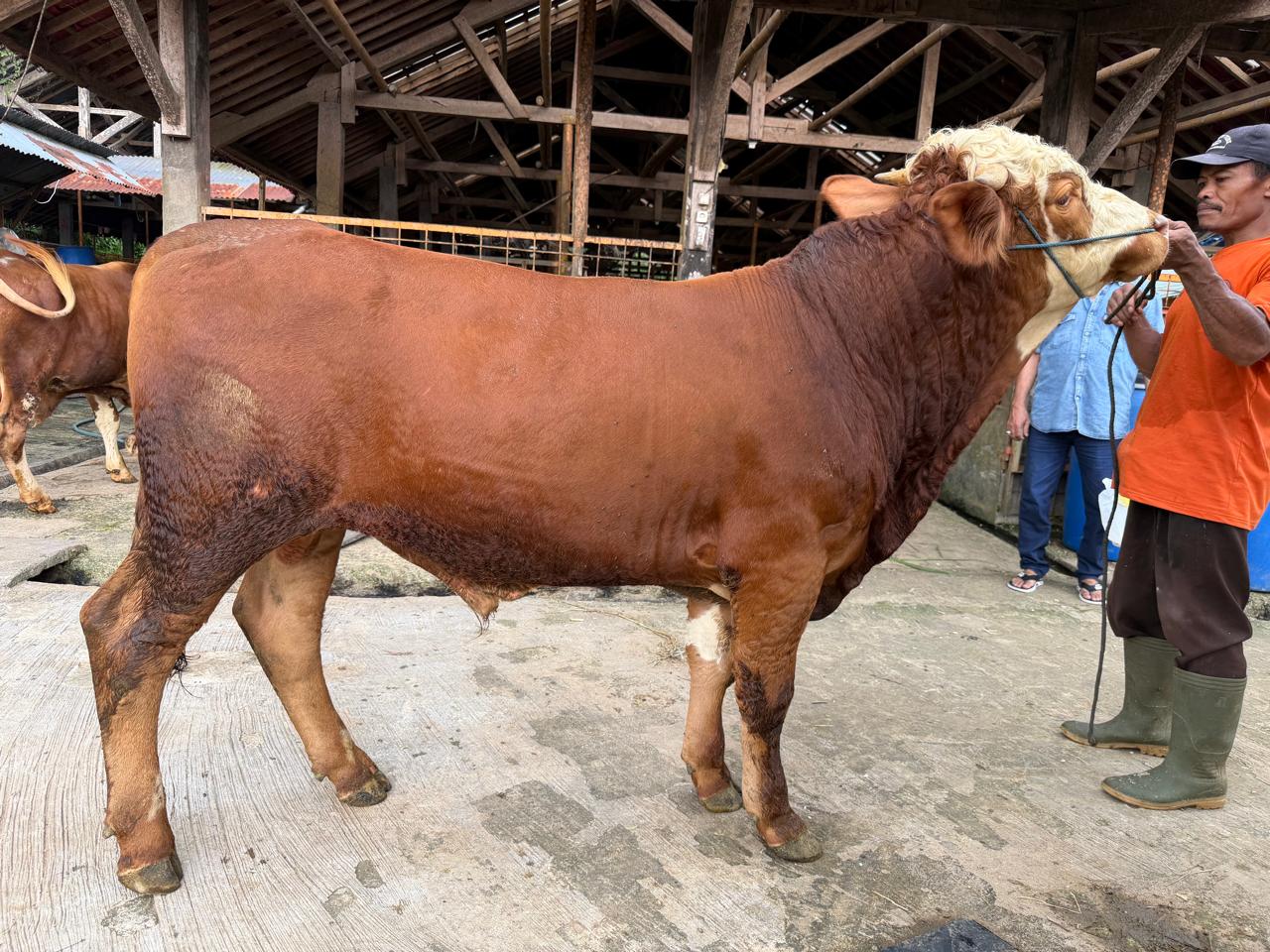 Sapi A3