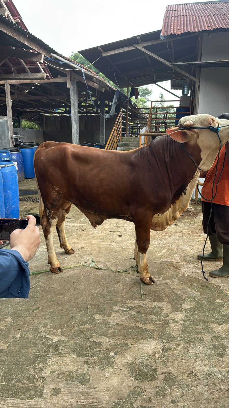 Sapi A4