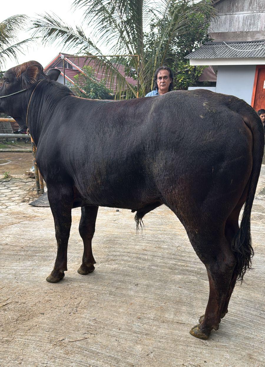 Sapi A5