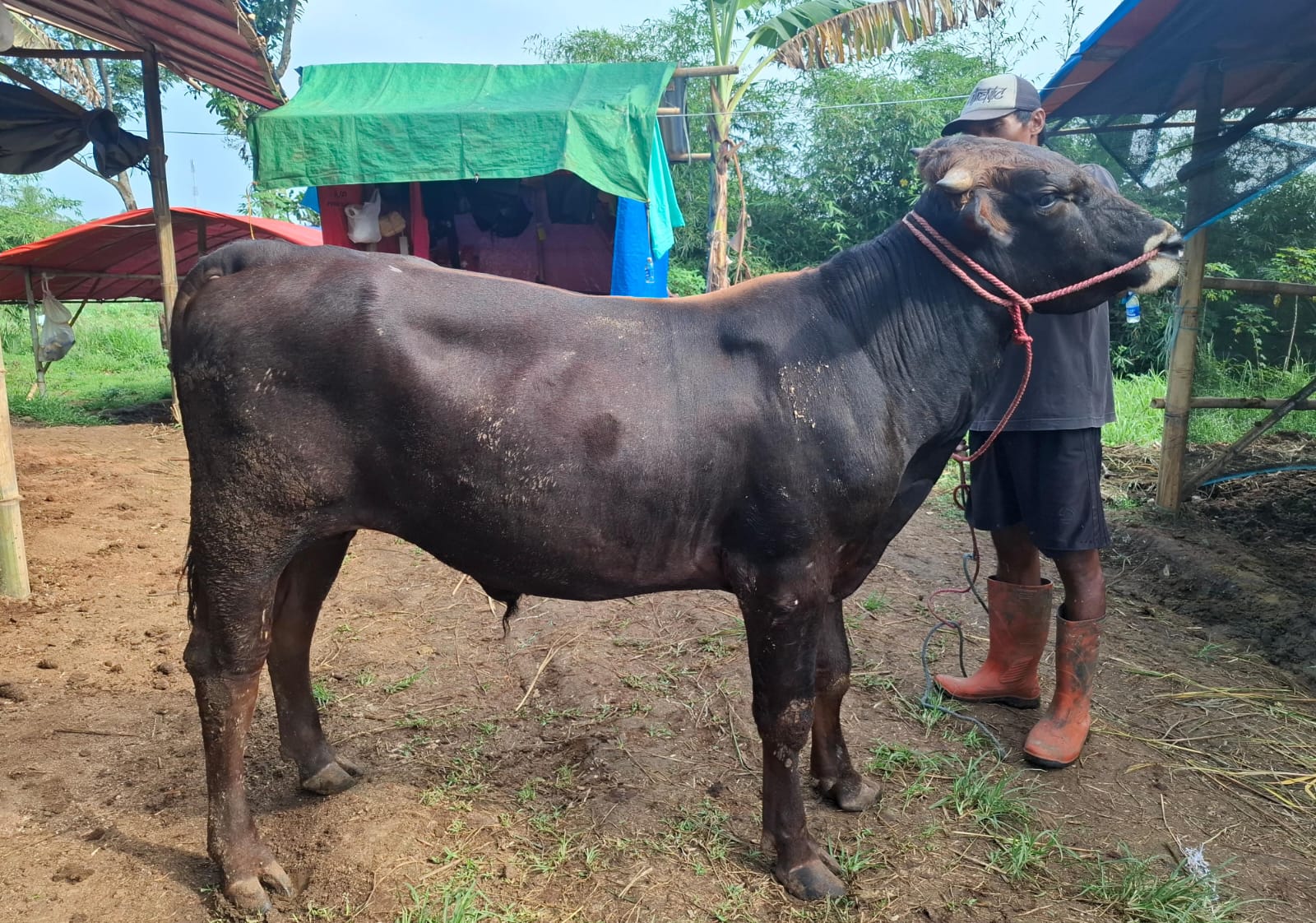 Sapi B1