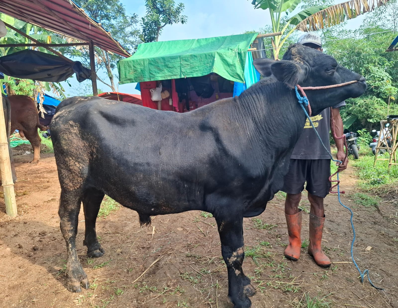 Sapi B2