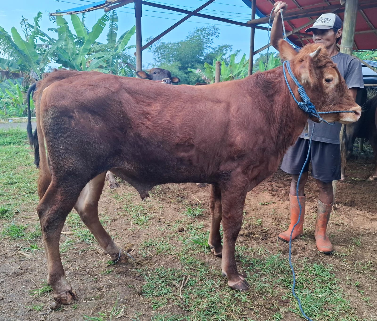 Sapi B3
