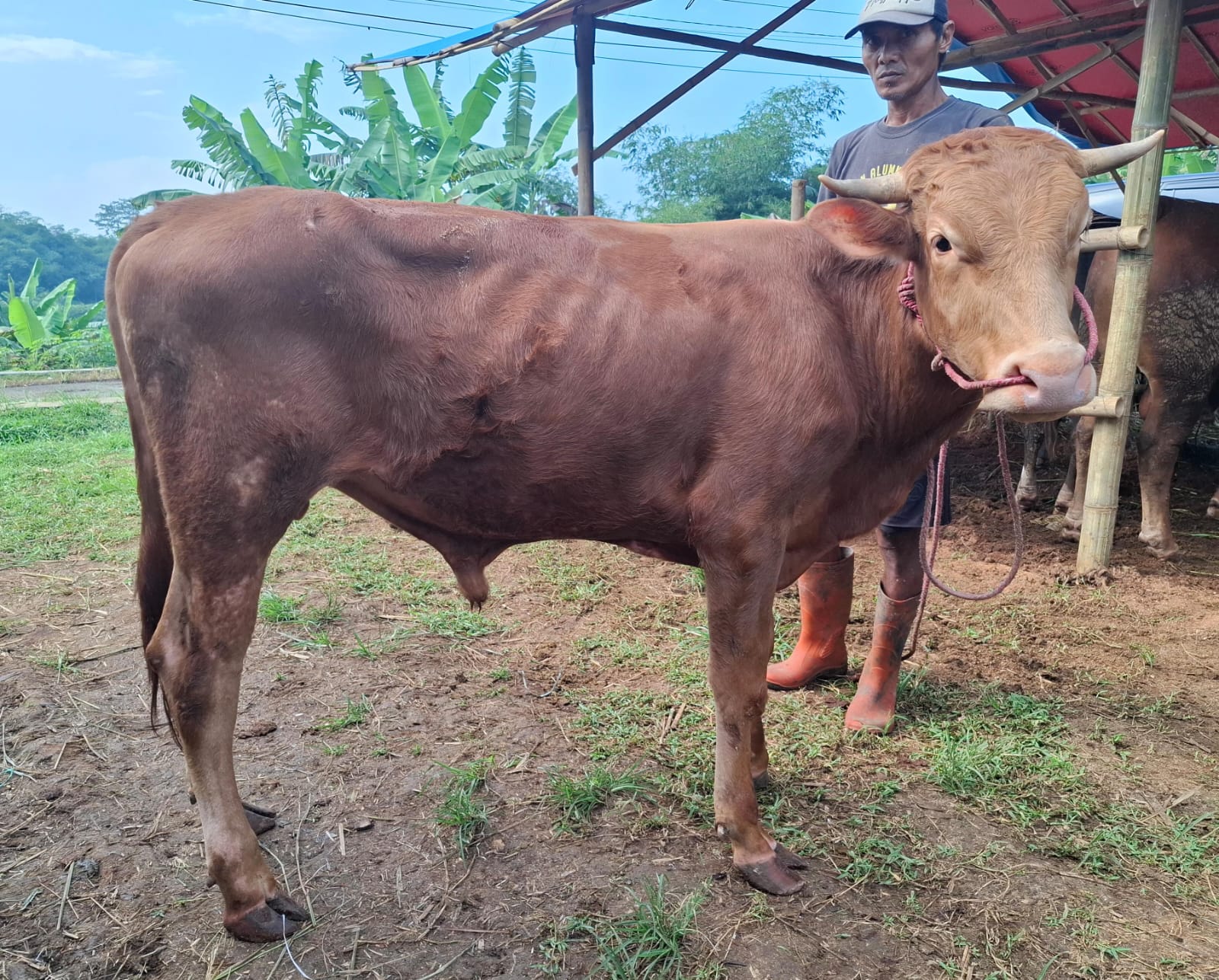 Sapi C1