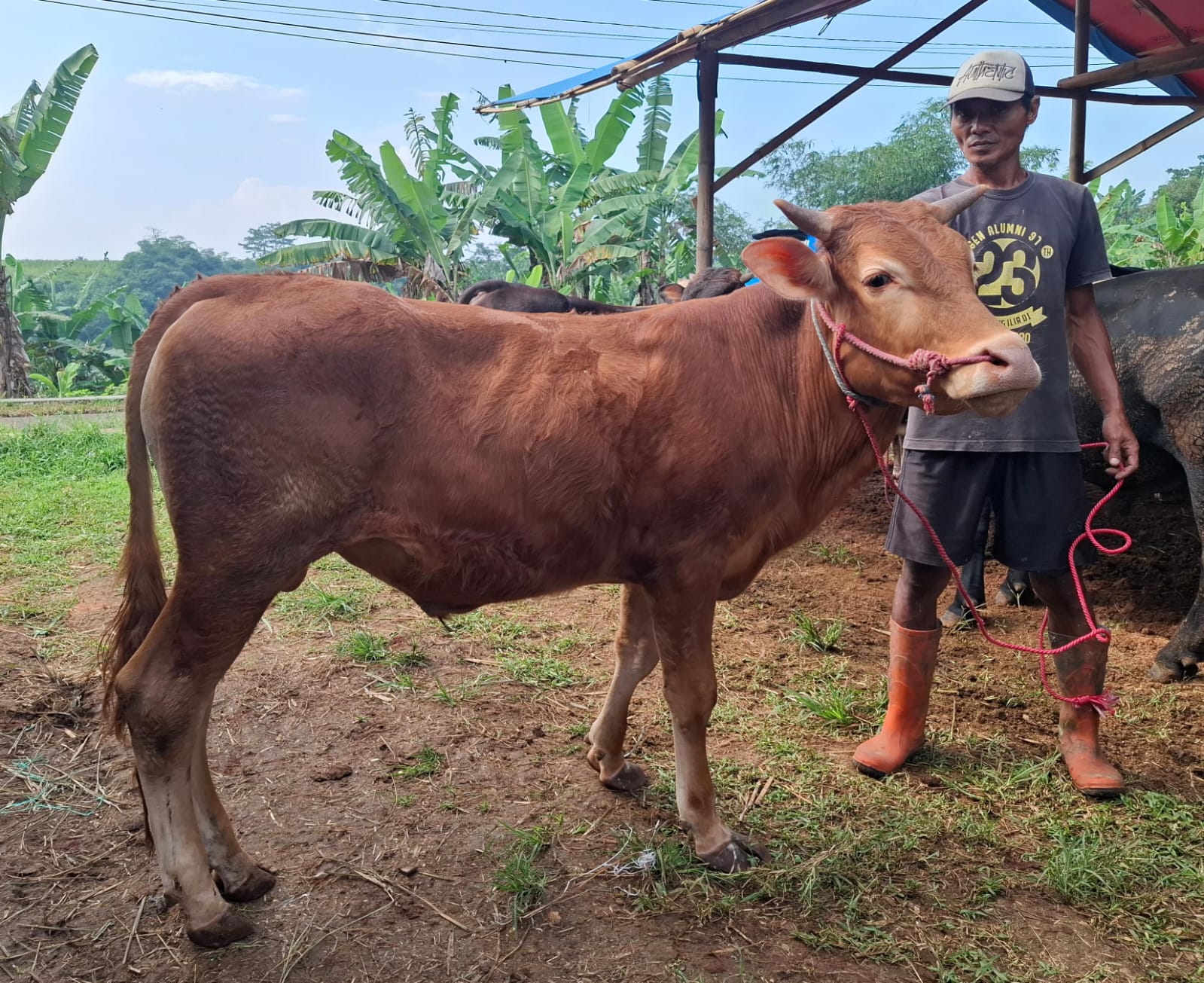 Sapi C2