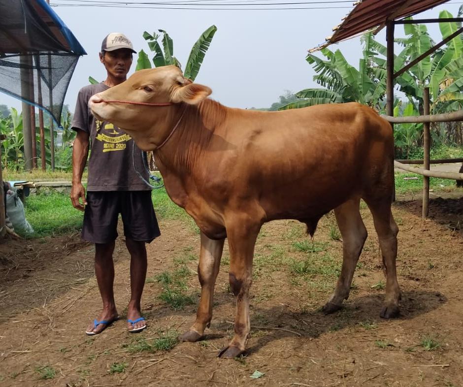 Sapi C3