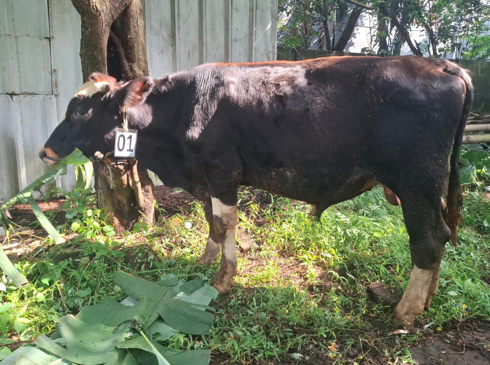 Sapi Perorangan 1