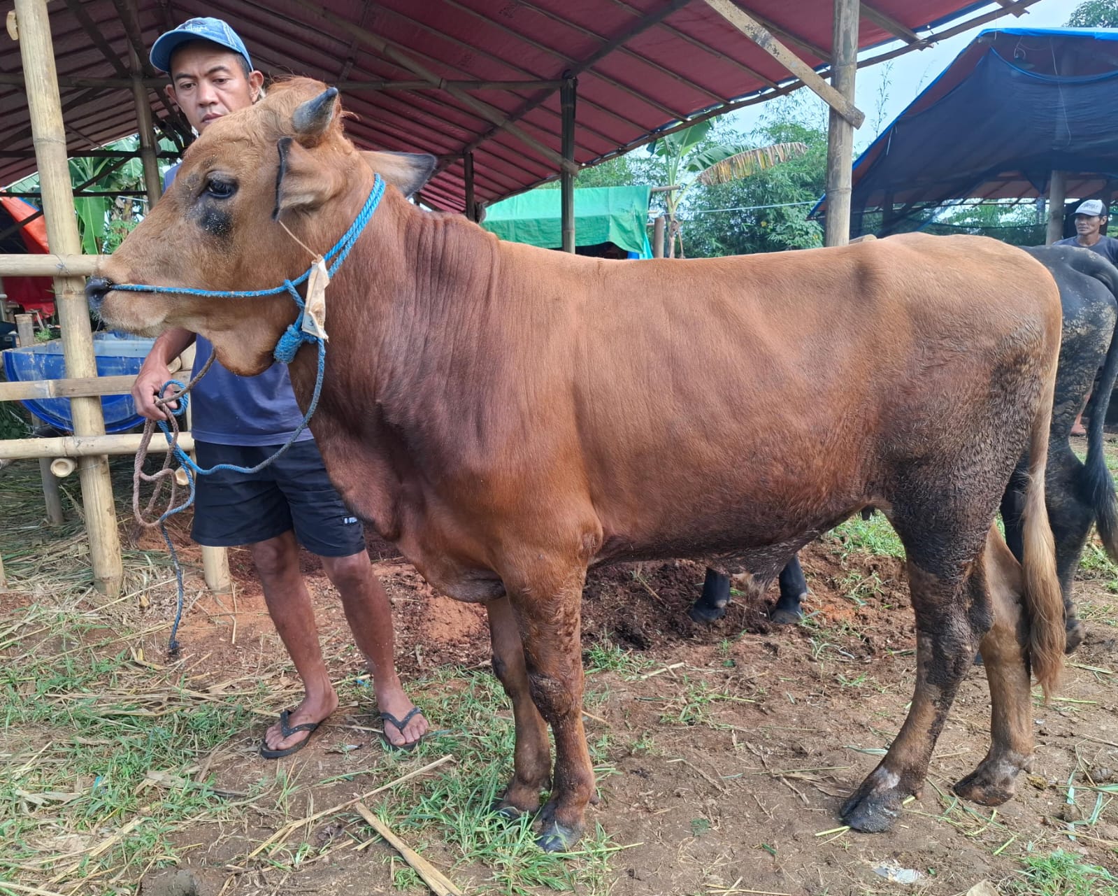 Sapi Perorangan 2