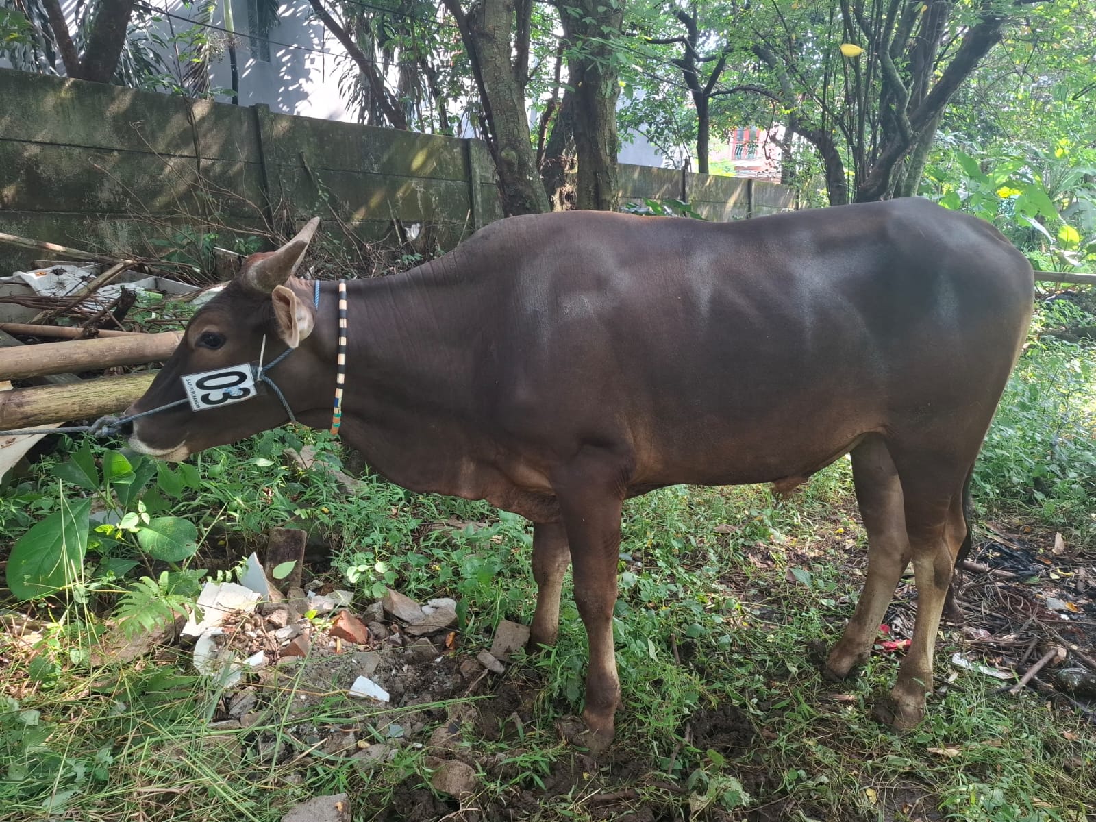 Sapi Perorangan 3