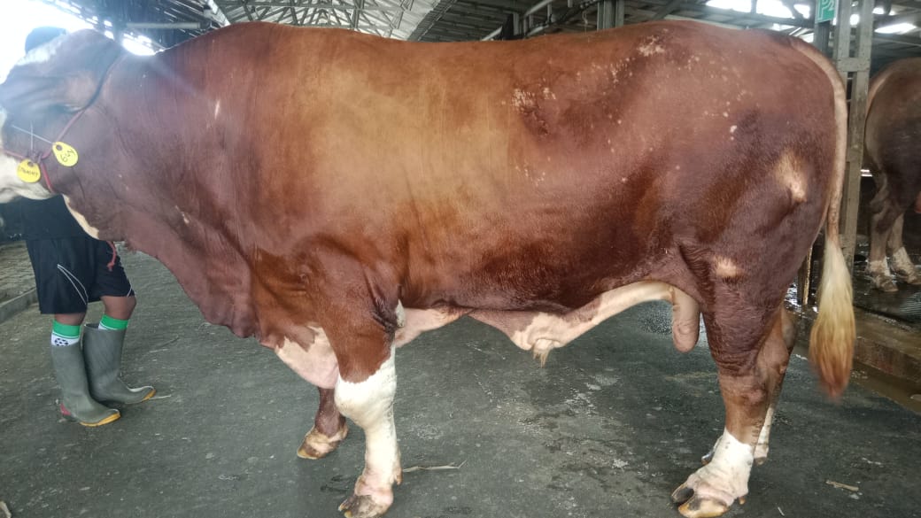 Sapi Perorangan 4